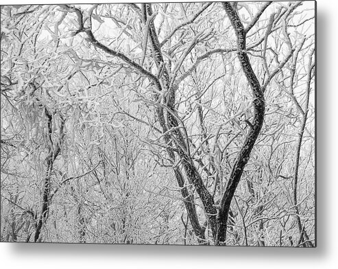 Winter Scene Metal Print featuring the photograph A Black And White Winter by Mike Eingle