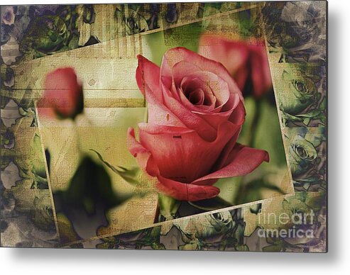 Rose Metal Print featuring the photograph A Boxed Beauty by Clare Bevan