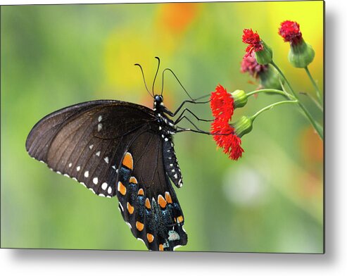 Butterfly Butterflies Flower Flowers Insect Closeup Close Up Close-up Outside Wild Life Outdoors Nature Natural Botany Botanic Botanical Garden Gardening Ma Mass Massachusetts Newengland New England Brian Hale Brianhalephoto Metal Print featuring the photograph A butterfly by Brian Hale
