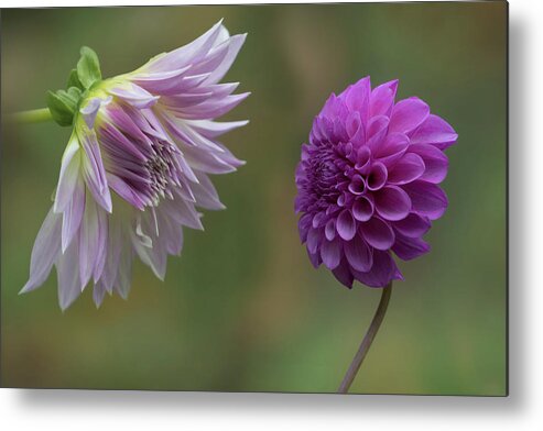 Flower Metal Print featuring the photograph A Conversation Between Dahlias by Angie Vogel