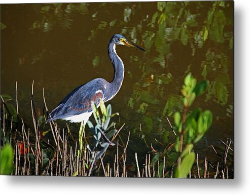 Blue Metal Print featuring the photograph A Darling at Ding Darling by Michiale Schneider