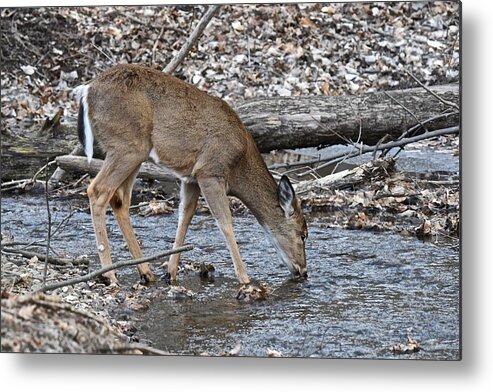 Whitetail Metal Print featuring the photograph A Drink From a Cool Stream by Michael Peychich