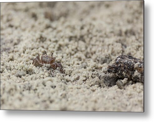  Fiddler Metal Print featuring the photograph A Fiddler Crab in the sand by David Watkins