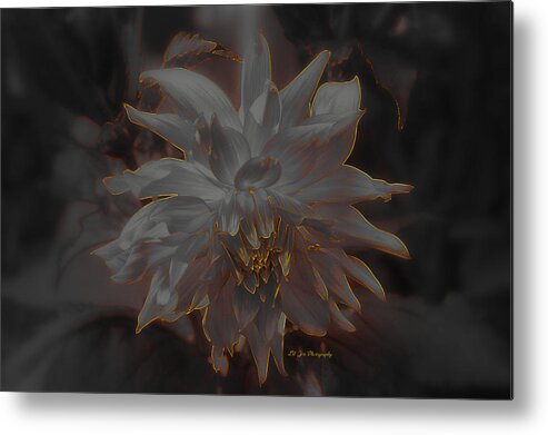Dahlia Metal Print featuring the photograph A Fire Within by Jeanette C Landstrom