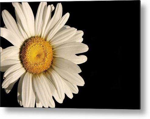 Beauty Metal Print featuring the photograph A Flower Named Daisy by David Andersen