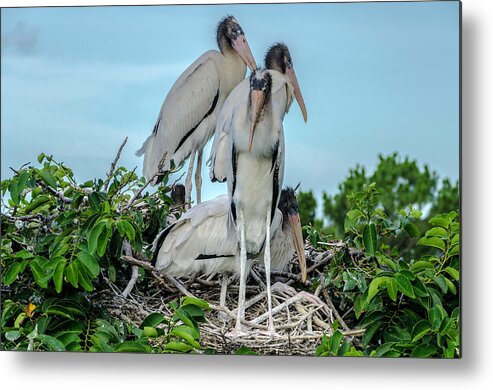 White Storks Metal Print featuring the photograph A full nest by Wolfgang Stocker