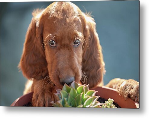 Irish Red Setter Metal Print featuring the photograph A gardener by Robert Krajnc