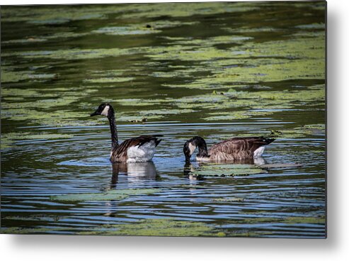 Canadian Geese Metal Print featuring the photograph A Goose Ducks In Water by Ray Congrove