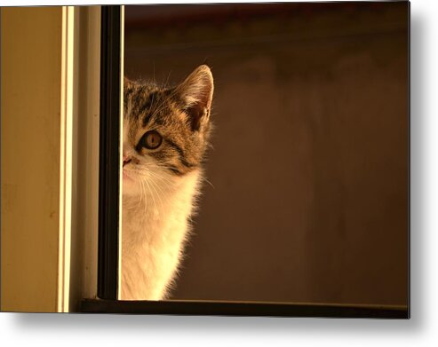Cat Metal Print featuring the photograph A half-portrait by Rumiana Nikolova