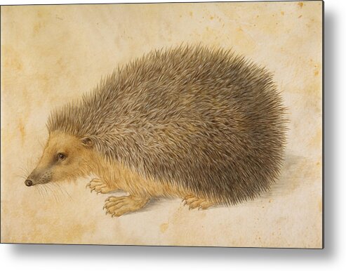 Hans Hoffmann Metal Print featuring the painting A Hedgehog by Hans Hoffmann