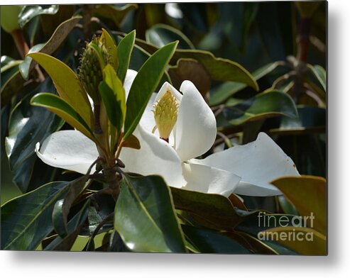 A Hidden Beauty Metal Print featuring the photograph A Hidden Beauty by Maria Urso