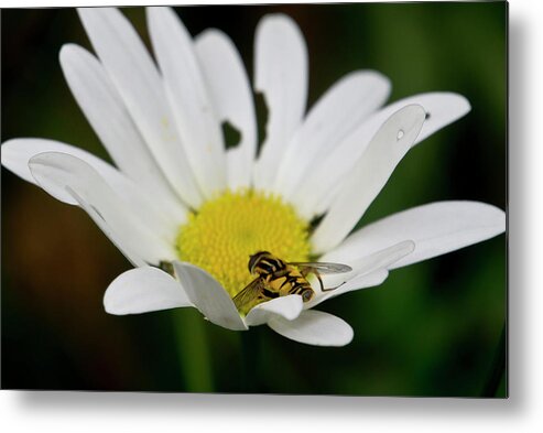 Nature Metal Print featuring the photograph A Hoverfly and a Daisy by Elena Perelman