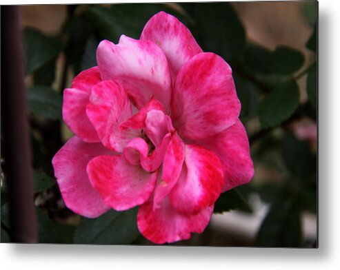 Floral Metal Print featuring the photograph A Knockout Pink by Paul Anderson