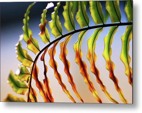 Leaf Metal Print featuring the photograph A La Fois by Iryna Goodall