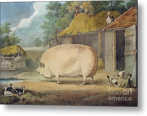 Pig Metal Print featuring the painting A Leicester Sow by William Henry Davis