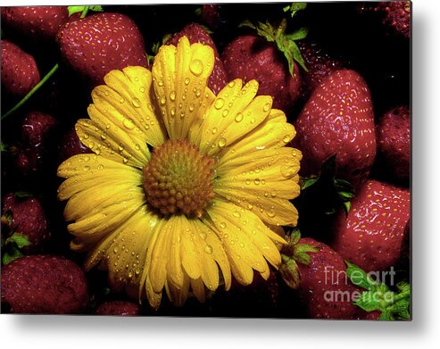 Daisy Metal Print featuring the photograph A Little Sunshine In The Morning by Michael Eingle