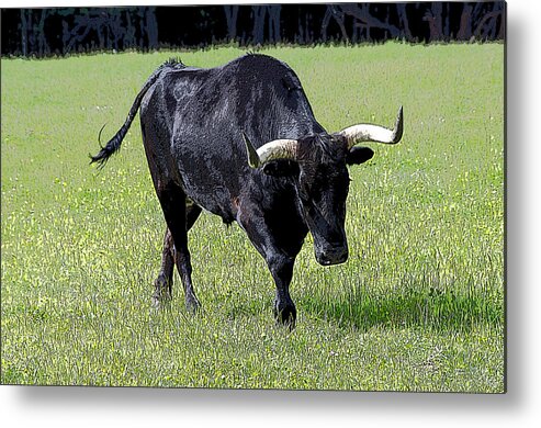 Agriculture Metal Print featuring the photograph A Longhorn Steer by Debra Baldwin
