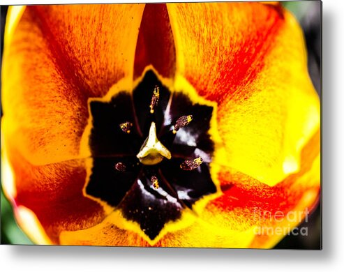 Flower Metal Print featuring the photograph A look inside a tulip by Gerald Kloss