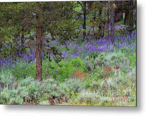 Lupine Metal Print featuring the photograph A Lupine Carpet by Jim Garrison