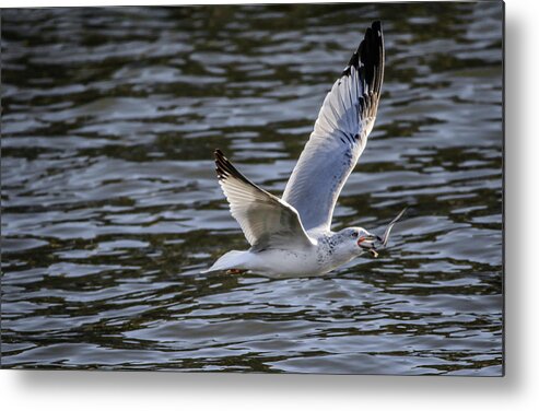 Ring Billed Seagull Metal Print featuring the photograph A Mouth Full by Ray Congrove