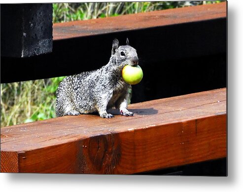 Squirrel Metal Print featuring the photograph A Mouthful by David Lee Thompson