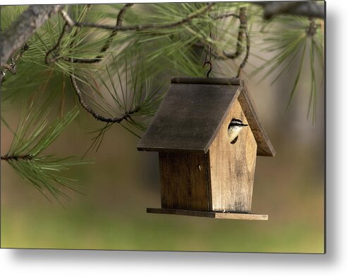 Bird Metal Print featuring the photograph A New Occupant by Loni Collins