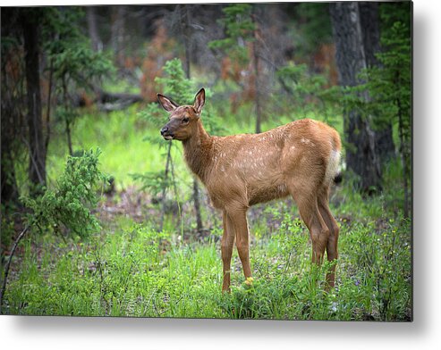 Elk Metal Print featuring the photograph A Newborn Elk by Bill Cubitt