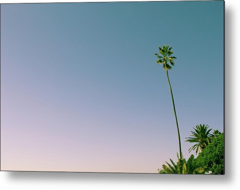 Palm Tree Metal Print featuring the photograph A Palm on its Own by Matthew Wolf