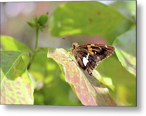 Butterfly Metal Print featuring the photograph A Place of Rest by Trina Ansel