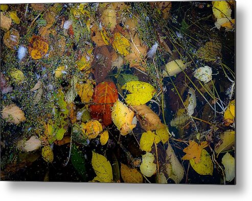 Landscapes Photograph Fall Metal Print featuring the photograph A Pretty Mess No.3 by Desmond Raymond