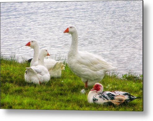 Ducks Metal Print featuring the photograph A Quiet Moment by Joan Bertucci