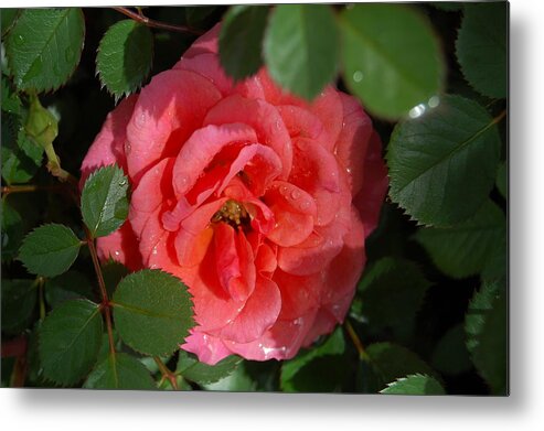 Rose Metal Print featuring the photograph A Rose Among the Thorns by Helen Carson
