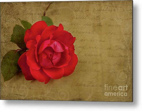 Rose Metal Print featuring the photograph A Rose by Any Other Name by Lena Auxier