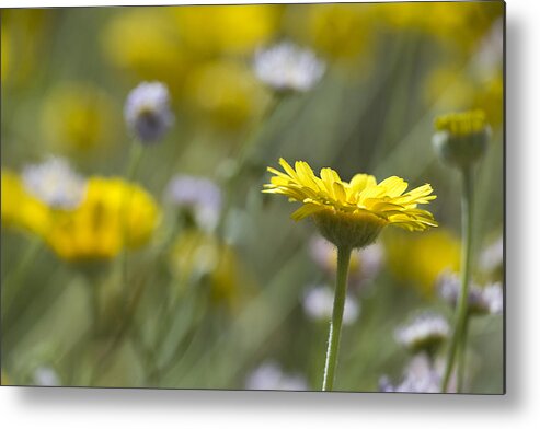 Daisy Metal Print featuring the photograph A Spring Daisy by Sue Cullumber