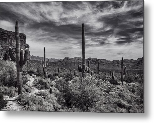 Arizona Metal Print featuring the photograph A Morning Hike in the Superstition in Black and White by Saija Lehtonen