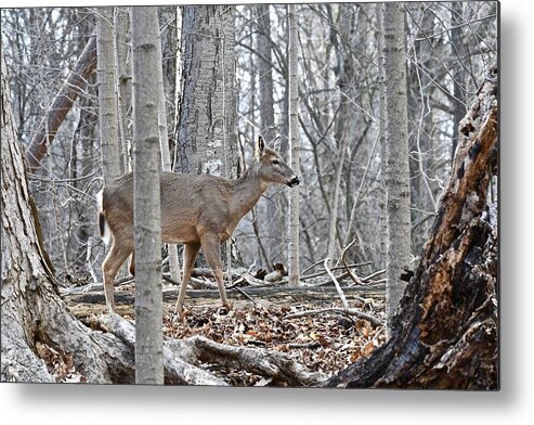 Deer Metal Print featuring the photograph A Stroll Through the Forest by Michael Peychich
