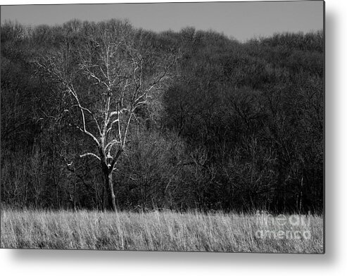 Black White Monochrome Landscape Fall Autumn Winter Tree Iowa Midwest Scene Scenery Metal Print featuring the photograph A Study in Bare Contrast by Ken DePue