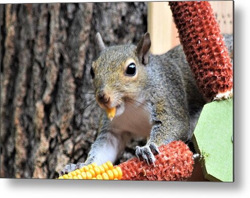 Squirrel Metal Print featuring the photograph A Tasty Morsel by Mary Ann Artz