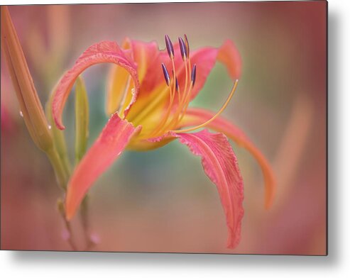 Summer Metal Print featuring the photograph A thing of beauty lasts only for a day. by Usha Peddamatham