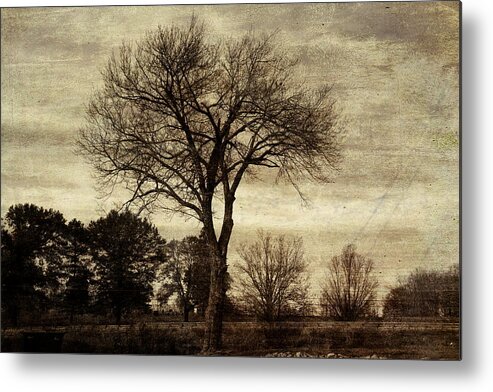 Tree Metal Print featuring the photograph A Tree Along the Roadside by David Yocum