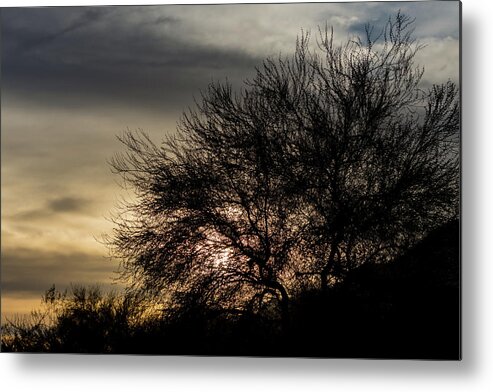 Tree Metal Print featuring the photograph A Tree Silhouette by Douglas Killourie
