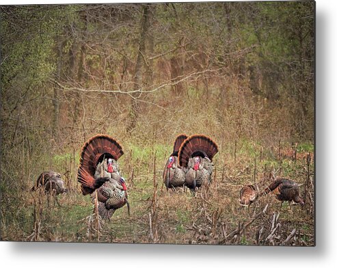 Turkey Metal Print featuring the photograph A Turkey Hunters Dream by Susan Rissi Tregoning