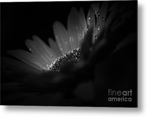 A Vision Of Beauty Metal Print featuring the photograph A Vision of Beauty by Sharon Mau