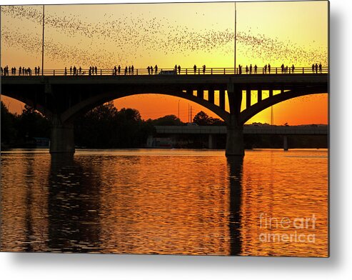 Mexican Free-tail Bats Metal Print featuring the photograph A vivid sunset surrounds the Mexican free-tailed bats as they fly out of Congress Avenue Bridge by Dan Herron
