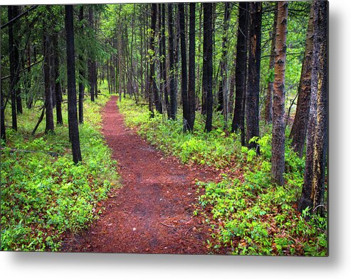 Forest Metal Print featuring the photograph A walk in the Forest by Bill Cubitt