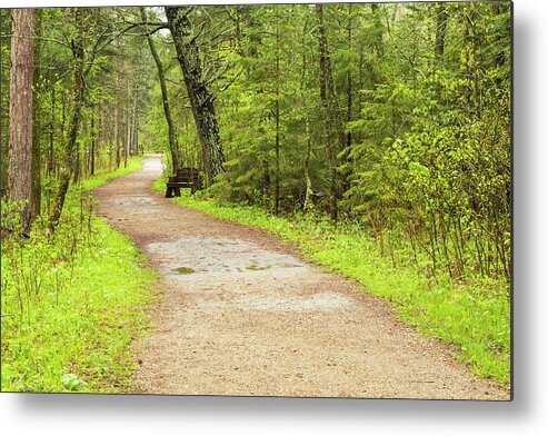 Spring Walk Metal Print featuring the photograph A Walk in the Woods by Nancy Dunivin