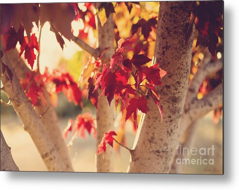 Autumn Metal Print featuring the photograph A Warm Red Autumn by Linda Lees