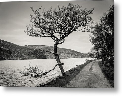A Winter Tree Metal Print featuring the photograph A Winter tree by Martina Fagan