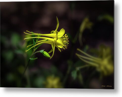 Flower Metal Print featuring the photograph A Yellow Columbine by Michael McKenney