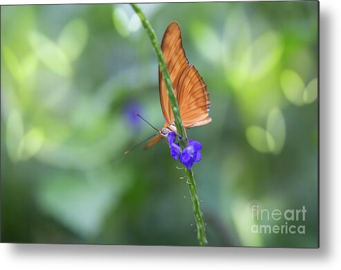 Butterfly Metal Print featuring the photograph About Butterflies by Eva Lechner